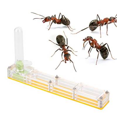 Ameisenfarm, Ameisennest Transparenter Acrylameisen-Nistkasten, Ameisenhaus zum Füttern von Ameisen(Gelb) von GOTOTOP