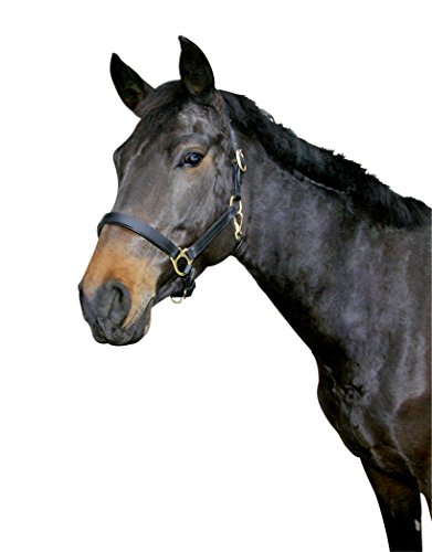 Kerbl Halfter Eco Pony, Leder Schwarz, 32255 von Kerbl