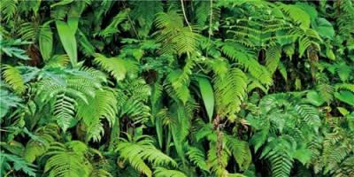 MIRRORANG 180x61cm Tropisches Terrarium Hintergrund Tropische Pflanzen Blätter Aquarium Hintergrund Regenwald Reptilien Lebensraum Hintergrund Langlebig Vinyl Hintergrund von MIRRORANG