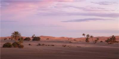 MIRRORANG 61x30cm Sonne und Wüste Terrarium Hintergrund Bäume Oase Gobi Wüste Reptilien Lebensraum Hintergrund Durable Vinyl Hintergrund von MIRRORANG