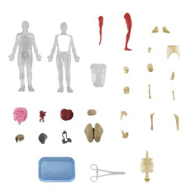 Oshhni Puzzle Kits Zum Lernen des Menschlichen Körpers, Lehrmaterial für Lernressourcen, Lehrhilfe von Oshhni