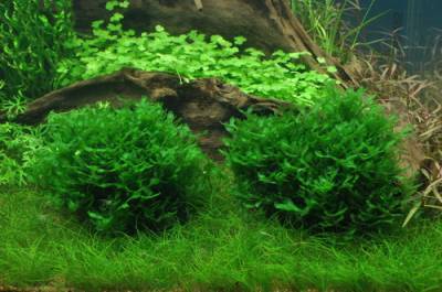 1-2-GROW! Monosolenium tenerum / Großes Teichlebermoos - Pelia (Pellia), Moos von Tropica