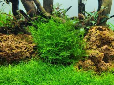 1-2-GROW! Ufermoos / Leptodictyum riparium von TROPICA von Tropica