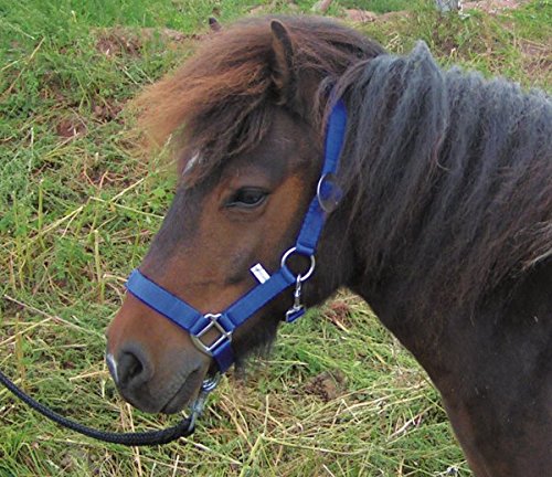 HALFTER, besonders weich, mit hochwertigen Beschlägen für PONY *verschiedene Farben* (Pony (SCHWARZ)) von /