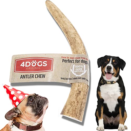 4DOGS ORIGINAL Kausnacks für Hunde Langanhaltendes natürliches Hirschgeweih | Kausnacks für Hunde | Hundegeweih - 1 Stück | Kauspielzeug für Hunde | 9-11 cm lang | Ideal für kleine Hunde (2 kg-10 kg) von 4DOGS ORIGINAL