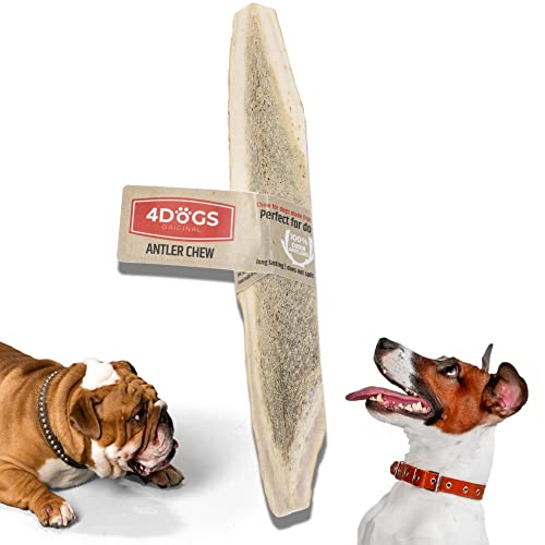 4DOGS Kausnacks für Hunde Langanhaltendes natürliches Hirschgeweih | Kausnacks für Hunde | Hundegeweih - 1 Stück | Kauspielzeug für Hunde| 13-17cm lang | Am besten für mittelgroße Hunde (8 kg-35 kg) von 4DOGS ORIGINAL