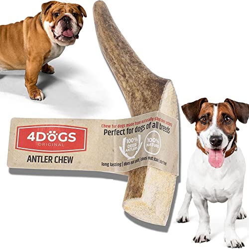 4DOGS ORIGINAL Kausnacks für Hunde Langanhaltendes natürliches Hirschgeweih |Kausnacks für Hunde |Hundegeweih -1 Stück | Kauspielzeug für Hunde | 9-11 cm lang | Am besten für kleine Hunde (2kg-10 kg) von 4DOGS ORIGINAL