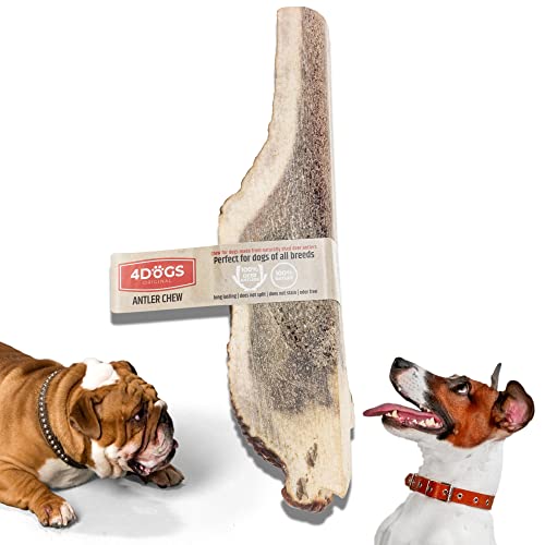4DOGS ORIGINAL Kausnacks für Hunde Langanhaltendes natürliches Hirschgeweih | Kausnacks für Hunde | Hundegeweih - 1 Stück | Kauspielzeug für Hunde | 19-23 cm lang Ideal für große Hunde (über 15 kg) von 4DOGS ORIGINAL