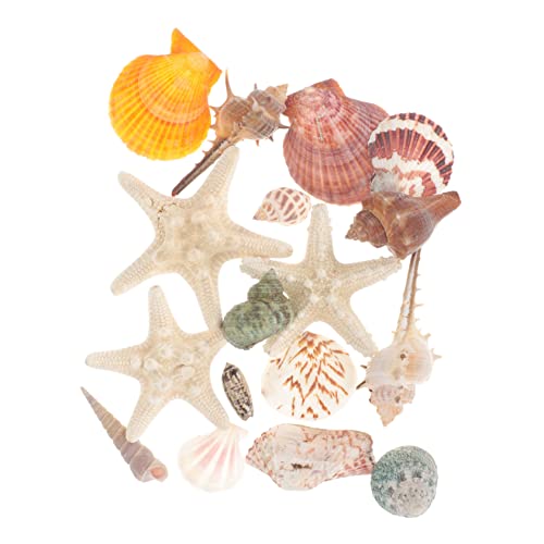 ABOOFAN Natürliches Muschel Schnecken- DIY Bastelmaterial für Heimdekoration Leichte Meeres Deko als Aquariumsschmuck und für Muttertag von ABOOFAN