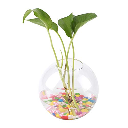 ACOGEDO Wandvasen für Blumen, Glashängepflanzen Vase Wand Pflanzer Wandpflanzenhalter für Wohnkultur (Halbe Runde) von ACOGEDO