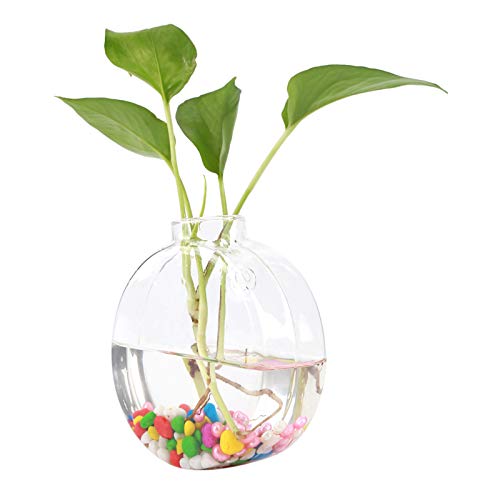 ACOGEDO Wandvasen für Blumen, Glashängepflanzen Vase Wand Pflanzer Wandpflanzenhalter für Wohnkultur (Runde Kuchenform) von ACOGEDO