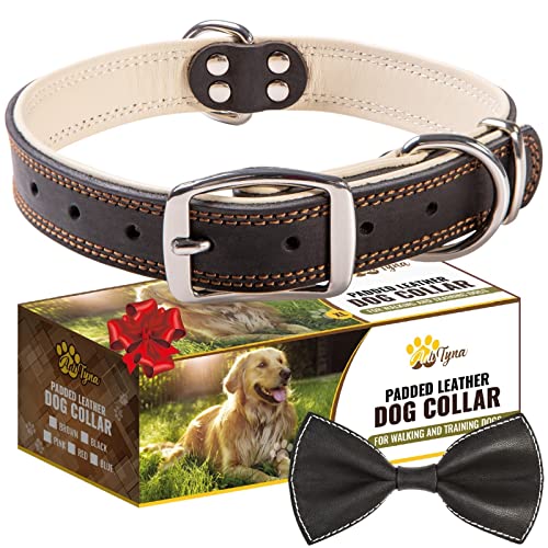 ADITYNA Premium Leder Hundehalsband für extra große Hunde - Gepolstertes Hundehalsband mit 100% echtem Leder - Weich und Stark Schwarz XL Hundehalsbänder (Schwarz, XL) von ADITYNA