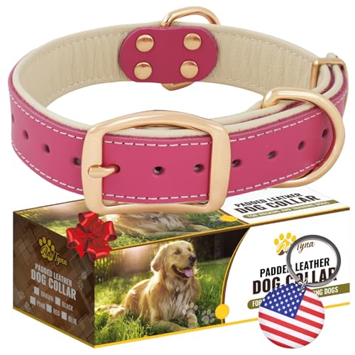 ADITYNA Robustes Hundehalsband aus Leder für mittelgroße Hunde – weich gepolstert für Komfort – Mädchen-Hundehalsband zum Spazierengehen, Training und Wandern ADITYNA Robustes Hundehalsband aus Leder für mittelgroße Hunde – weich gepolstert für Komfort – Mädchen-Hundehalsband zum Spazierengehen, Training und Wandern von ADITYNA