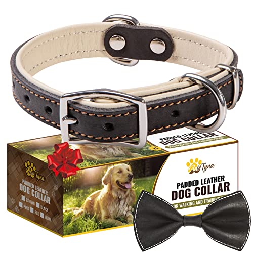 ADITYNA Robustes Hundehalsband aus schwarzem Leder für kleine Hunde – weich gepolstert für Komfort – kleines Hundehalsband für Spaziergänge, Training und Wandern ADITYNA Robustes Hundehalsband aus schwarzem Leder für kleine Hunde – weich gepolstert für Komfort – kleines Hundehalsband für Spaziergänge, Training und Wandern von ADITYNA