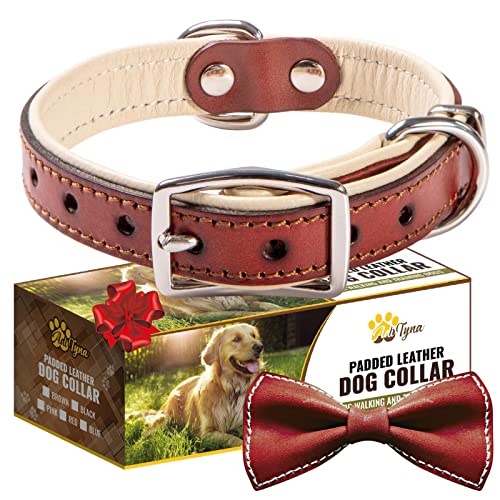 ADITYNA - Strapazierfähiges Premium-Leder-Hundehalsband für kleine Hunde – gepolstert mit weichem Echtleder für ein gemütliches Gefühl von ADITYNA