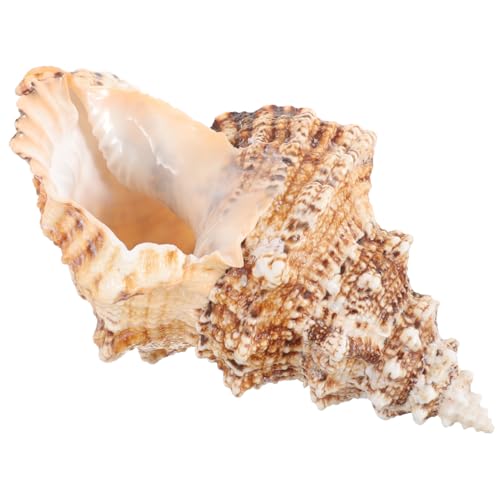 AKOOSY Dekorativer Muschelpflanzer Natürlicher Meeresmuschel Blumentopf für Sukkulenten und Kakteen für Nautische Wohnkultur und Gartendekoration AKOOSY Dekorativer Muschelpflanzer Natürlicher Meeresmuschel Blumentopf für Sukkulenten und Kakteen für Nautische Wohnkultur und Gartendekoration von AKOOSY