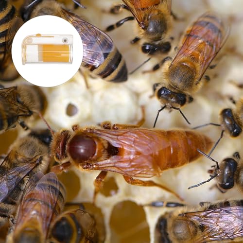 AKOOSY Imker Bienenkönigin Markierungsflasche Catcher Bottle Imkerei Werkzeug Langlebig Sicher Praktisch zur Königinnenaufzucht und Isolierung AKOOSY Imker Bienenkönigin Markierungsflasche Catcher Bottle Imkerei Werkzeug Langlebig Sicher Praktisch zur Königinnenaufzucht und Isolierung von AKOOSY