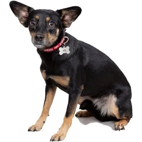 Alpha Industries RBF Dog-Tag Collar stylisches Hundehalsband Black von ALPHA INDUSTRIES