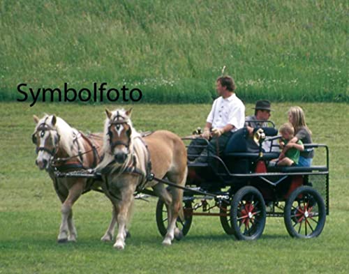 AMKA Zweispänner Geschirr, Mini Shetty von AMKA