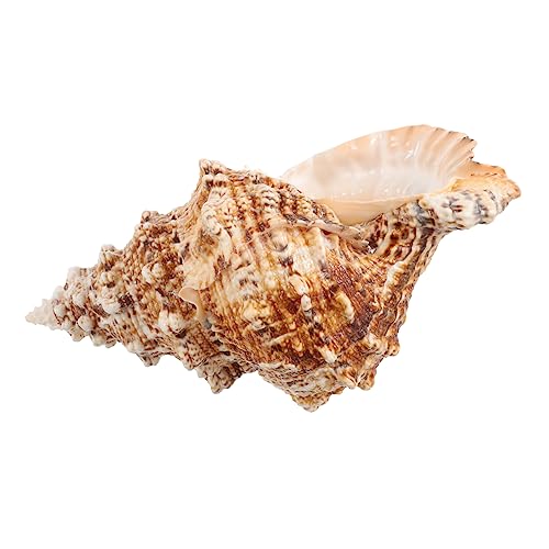 ANDRESLAD Natürlicher Meeresschuhe Blumenpot Aquariumschuhe Pflanzer Home Desktop -Conch Shell Ornament von ANDRESLAD