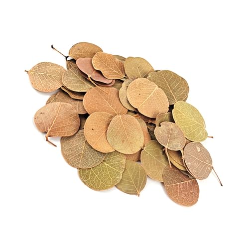 ANMITI Natürliches Blättersubstrat Für Aquascaping Verbessert Die Natürlichen Lebensräume Aquarium Und Terrarium Setups Dekoration Fischtanksubstratpackung ANMITI Natürliches Blättersubstrat Für Aquascaping Verbessert Die Natürlichen Lebensräume Aquarium Und Terrarium Setups Dekoration Fischtanksubstratpackung von ANMITI