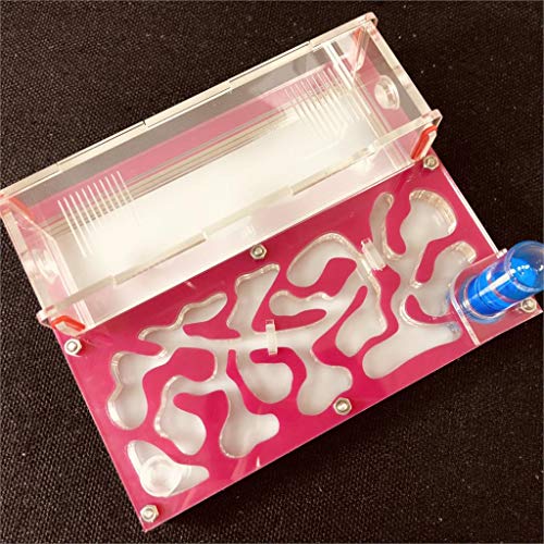 Ant Farm Educational Formicarium für LIVE Ameisen Reagenzglas Feuchtigkeit großer Raum Acryl Ameisennest, Insektenameisen Villa House Ants Ecological Workshop (Rosa) von ANT GRAPE