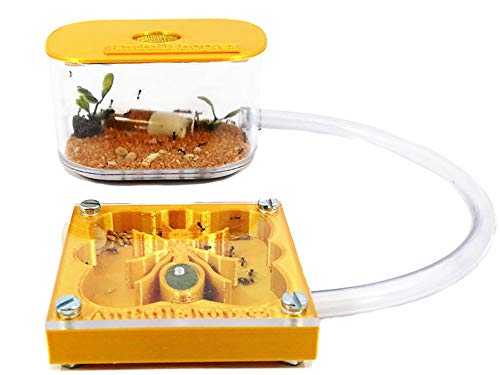 ANTHILLSHOP 3D Ameisenfarm 7x7 cm mit Deckel | weiße Farbe - Schaumstoff-Feuchtigkeitssystem【Ameisen kostenlos enthalten】 von ANTHILLSHOP