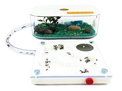 ANTHILLSHOP Ant Farm - Ameisenfarm 3D New Educational Ant Farm - Formicarium for LIVE Ants - Kit 3D 10x10 (Ameisen mit Königin Free) von ANTHILLSHOP