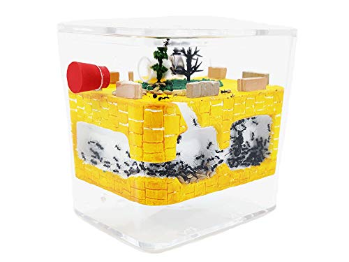 ANTHILLSHOP Ant Farm - Ameisenfarm - Natürliche Ameisenfarm Stein - Acryl | Free Ameisen enthaltenenthalten +20-30 Arbeiter von ANTHILLSHOP