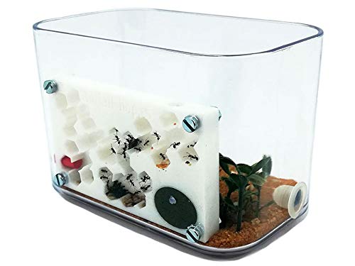 ANTHILLSHOP L-Form 3D-Ameisenfarm - mit Deckel weiße Farbe -Schaumstoff-Feuchtigkeitssystem【Ameisen kostenlos enthalten】 von ANTHILLSHOP
