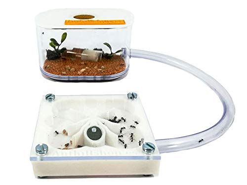 Ant Farm - 3D Ameisenfarm 7x7 cm weiße Farbe Ameisenform - mit Deckel | Schaumstoff-Feuchtigkeitssystem | Free Ameisen enthalten von ANTHILLSHOP