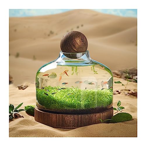 Aquarium Aquarium-Glasflasche, ökologische Kultur, Mikrolandschaft, selbstzirkulierender Kleiner Pflanzentank mit Tischdekoration auf Holzbasis Desktop-Aquarium (Size : M) von AOKLEY