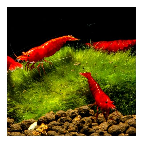 AQ4Aquaristik 10 x Bloody Mary Sakura Zwerggarnele - Neocaridina davidi - Super rote Garnele - Deutsche Zucht von AQ4Aquaristik