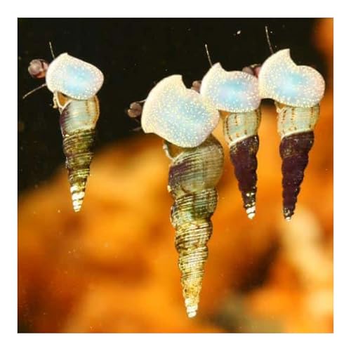 AQ4Aquaristik 10 x Brackwasser Turmdeckelschnecke - Melanoides tuberculatus von AQ4Aquaristik