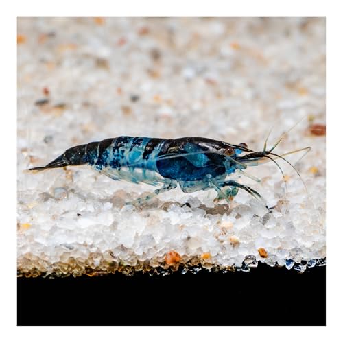 AQ4Aquaristik Blue Rili Zwerggarnele - Schwarz Blaue Garnele Neocaridina davidi, 10er Set von AQ4Aquaristik