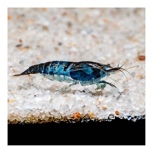 AQ4Aquaristik 10 x Blue Rili Zwerggarnele - Schwarz Blaue Garnele Neocaridina davidi von AQ4Aquaristik