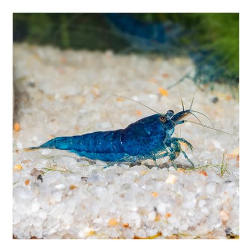 AQ4Aquaristik Blue Velvet Zwerggarnele - Blaue Garnele Neocaridina davidi, 10er Set von AQ4Aquaristik