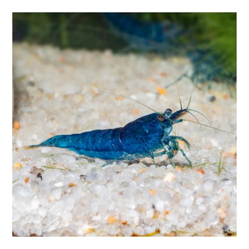 AQ4Aquaristik 10 x Blue Velvet Zwerggarnele - Blaue Garnele Neocaridina davidi von AQ4Aquaristik