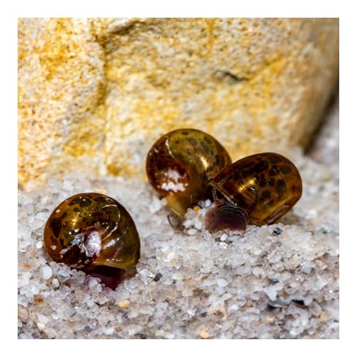 AQ4Aquaristik 3 x Posthornschnecken, marmoriert, Cleaningcrew, Nachzuchten, nützliche Helfer, Algenfresser von AQ4Aquaristik