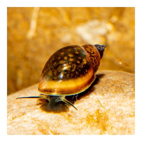 AQ4Aquaristik 10 x Blasenschnecke, Physa, robuste, anspruchslose Aquariumschnecke von AQ4Aquaristik