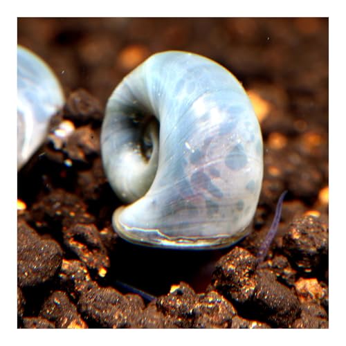 AQ4Aquaristik 10 x Blaue Posthornschnecken, Planorbella duryi, Reinigungscrew, Algenfresser von AQ4Aquaristik