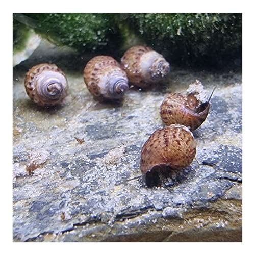 AQ4Aquaristik 5 x Genoppte Turmdeckelschnecke Taberia granifera Reinigungscrew für den Bodengrund von AQ4Aquaristik