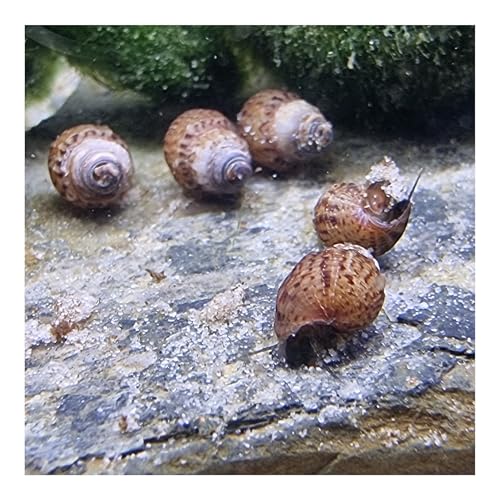 AQ4Aquaristik Genoppte Turmdeckelschnecke Taberia granifera Reinigungscrew für den Bodengrund, 5er Set von AQ4Aquaristik