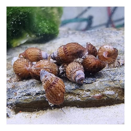 AQ4Aquaristik 10 x Genoppte Turmdeckelschnecke Taberia granifera Reinigungscrew für den Bodengrund von AQ4Aquaristik