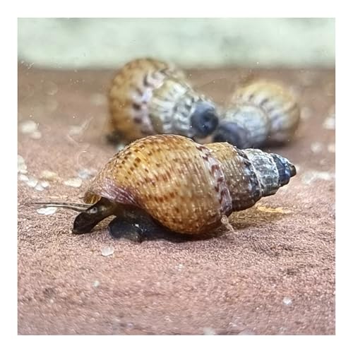 AQ4Aquaristik Genoppte Turmdeckelschnecke Taberia granifera Reinigungscrew für den Bodengrund, 3er Set von AQ4Aquaristik