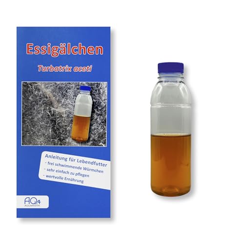 AQ4Aquaristik Lebendfutter - Essigälchen (Zuchtansatz in Nährflüssigkeit in Flasche mit Anleitung) - Lebendfutter für Fische im Aquarium - Essigwürmchen - Turbatrix aceti von AQ4Aquaristik