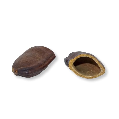 AQ4Aquaristik Courbaril Schote geöffnet, Größe ca. 8-10cm, Hymenaea Courbaril, Naturprodukt AQ4Aquaristik Courbaril Schote geöffnet, Größe ca. 8-10cm, Hymenaea Courbaril, Naturprodukt von AQ4Aquaristik