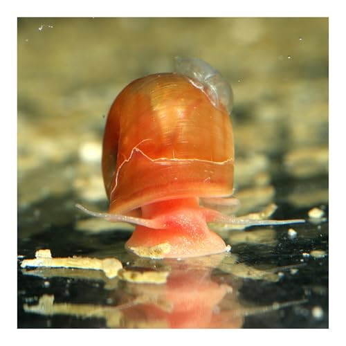 AQ4Aquaristik 5 x Orange-rote Posthornschnecken, Planorbella duryi, Reinigungscrew, Algenfresser von AQ4Aquaristik