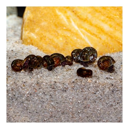 AQ4Aquaristik 10 x Posthornschnecke, marmoriert, Cleaningcrew, Nachzuchten, nützliche Helfer, Algenfresser von AQ4Aquaristik