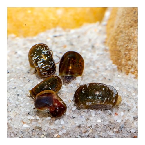 AQ4Aquaristik 5 x Posthornschnecke, marmoriert, Cleaningcrew, Nachzuchten, nützliche Helfer, Algenfresser von AQ4Aquaristik